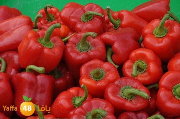 souq yaffa 0123 (27).JPG